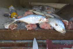 کشف و معدوم سازی یک محموله ماهی حرام با وزن 300 کیلوگرم در تربت جام